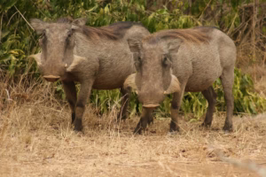 10 Fascinating Facts About African Warthogs 10 Fascinating Facts About African Warthogs
