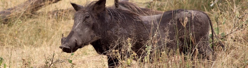Rwanda Safaris