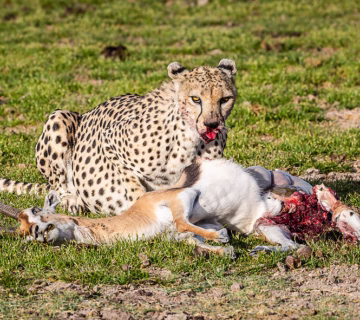 How Strong Is a Cheetah Bite Force? A Complete Breakdown