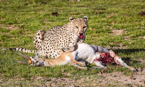 Amboseli