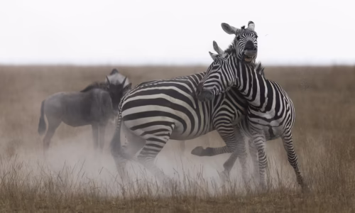 Amboseli