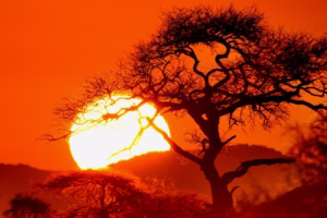Best African Safaris for Couples & Honeymooners: Best African Safaris for Couples & Honeymooners: