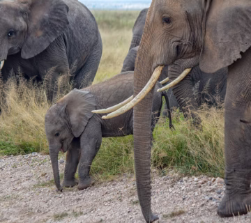 100 Incredible Animal Group Names Everyone Should Know