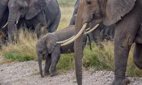 Amboseli National Park8