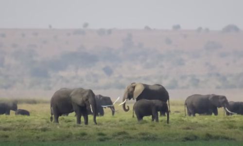 Amboseli3