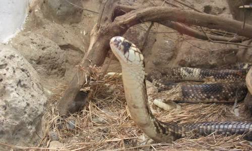 Arusha snakespeces