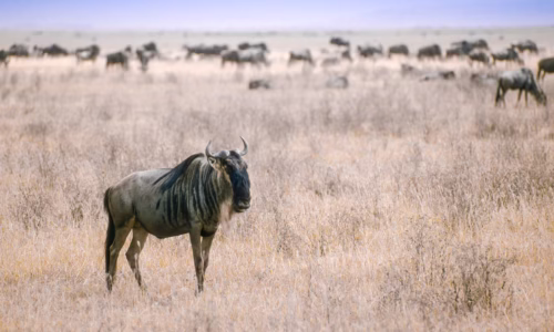 Arusha – Serengeti National Park