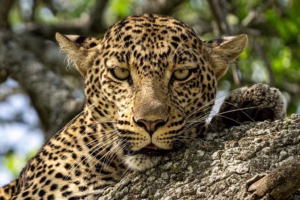 Top Wildlife Adventures in Rwanda Beyond Gorilla Trekking: Top Wildlife Adventures in Rwanda Beyond Gorilla Trekking: