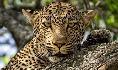 Arusha – Serengeti National Park2