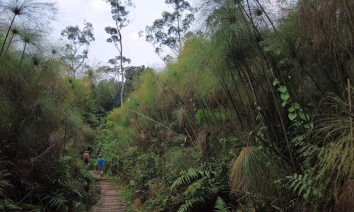 Bigodi Wetland