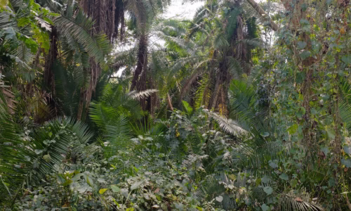 Bigodi Wetland Sanctuary2