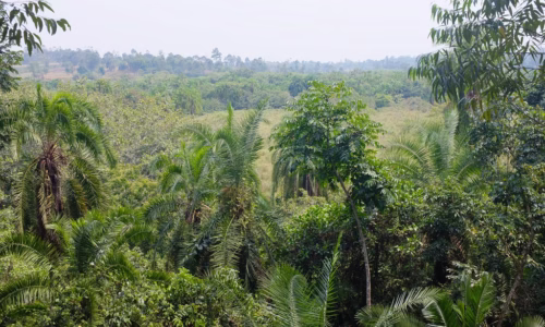 Bigodi Wetland Sanctuary6