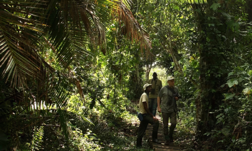 Bigodi swamp