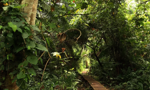 Bigodi swamp
