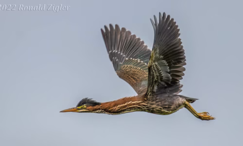 Bird Watching Adventure222