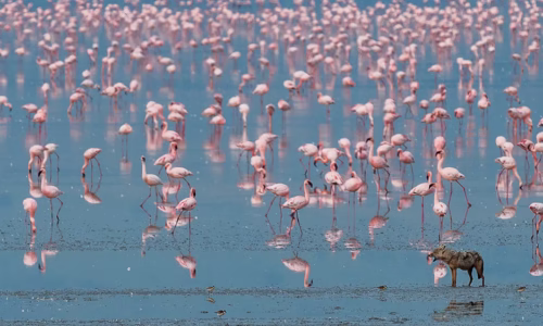 Bird viewing