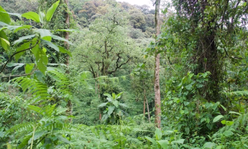 Bwindi Impenetrable