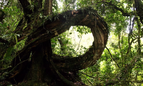 Bwindi Impenetrable Forest