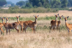 48 Hours of Wildlife, Boats and Breathtaking Vistas:
