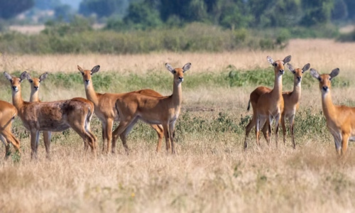 Bwindi, Kibale & Queen Elizabeth NP Tour