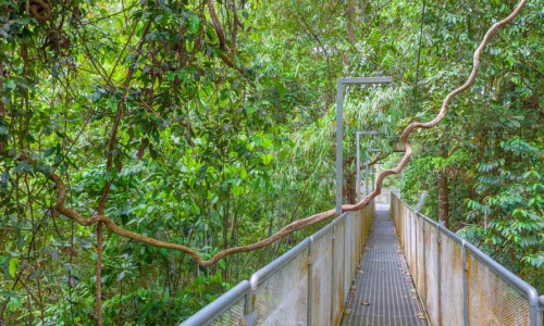 Canopy Walk