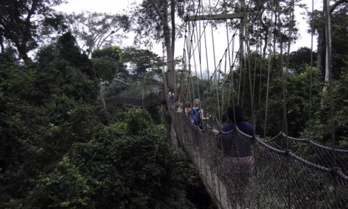 Canopy Walk