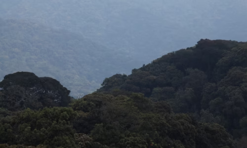 Canopy Walk in Nyungwe2