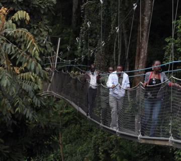 Rwanda Chimpanzee Safari Cost: Complete 2026 Guide