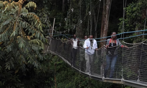 Canopy Walk in Nyungwe5