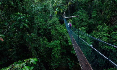 Canopy Walk2
