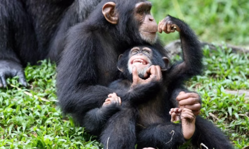 Chimp Trekking