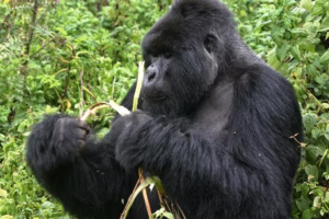 Kidepo Safari and Gorilla Trekking Package: The Ultimate Kidepo Safari and Gorilla Trekking Package: The Ultimate