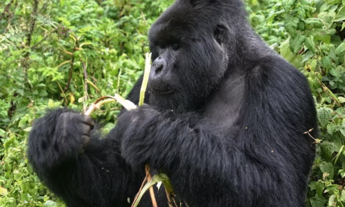 Chimp and Gorilla Trekking