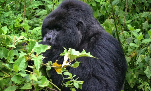 Chimp and Gorilla Trekking
