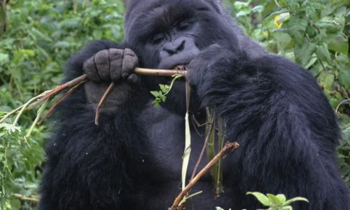 Chimp and Gorilla Trekking