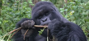 Luxury Safari in Uganda: How to Spend 10 Days in Uganda 