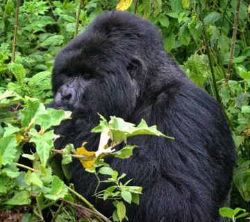 Gorilla Habituation Experience Itinerary: The Complete
