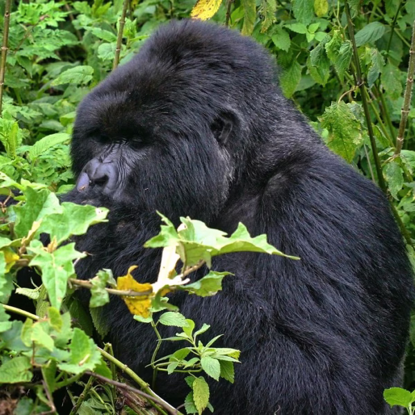 gorilla trekking Gorilla Habituation Experience Itinerary: The Complete