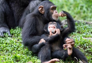 Uganda Chimpanzee Trekking Holidays: The Top Rated Uganda Chimpanzee Trekking Holidays: The Top Rated
