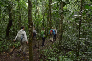 Uganda Chimpanzee Trekking Holidays: The Top Rated Uganda Chimpanzee Trekking Holidays: The Top Rated