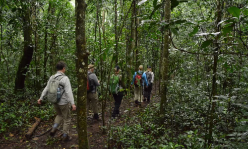 Chimpanzee trekking