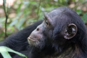 Chimpanzee Trekking Packages Uganda: The Ultimate Guide