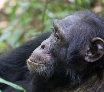 Chimpanzee Trekking Packages Uganda: The Ultimate Guide