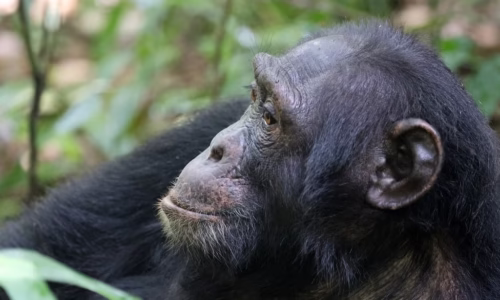 Chimpanzee uganda