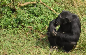 Ultimate Guide to Visiting Ngogo Chimpanzees