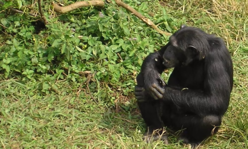 Chimpanzee uganda2