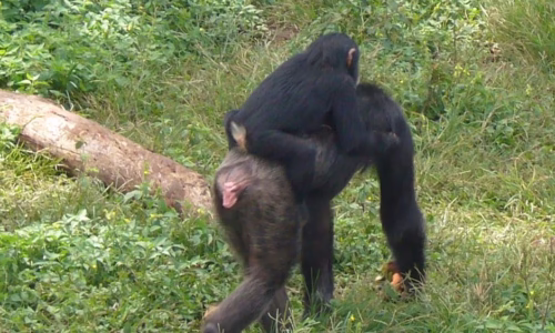 Chimpanzee uganda6