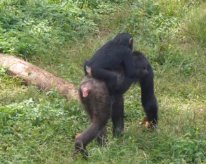 Chimpanzee Trekking Packages Uganda: The Ultimate Guide