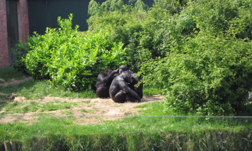 Chimpanzees