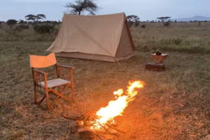 Top Safari Experiences for Gen Z Travelers: The Ultimate Top Safari Experiences for Gen Z Travelers: The Ultimate